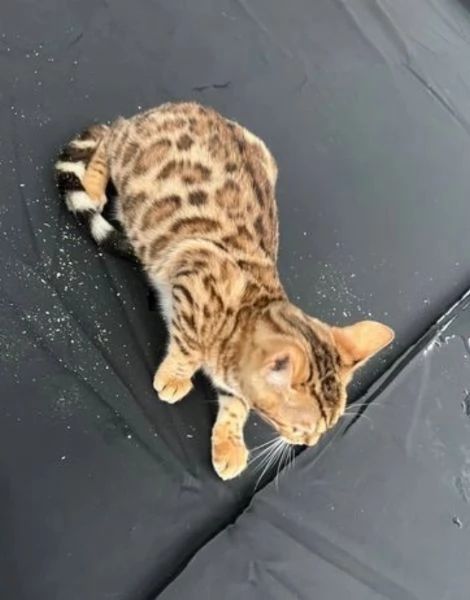 Gatini Bengala ALLEVATI CON AMORE per adozione | Foto 0