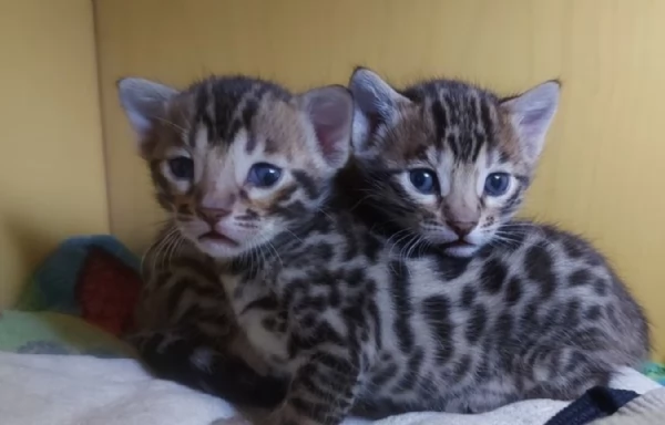 Gatini Bengala ALLEVATI CON AMORE per adozione | Foto 0