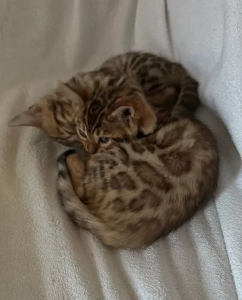 Gatini Bengala ALLEVATI CON AMORE per adozione | Foto 2