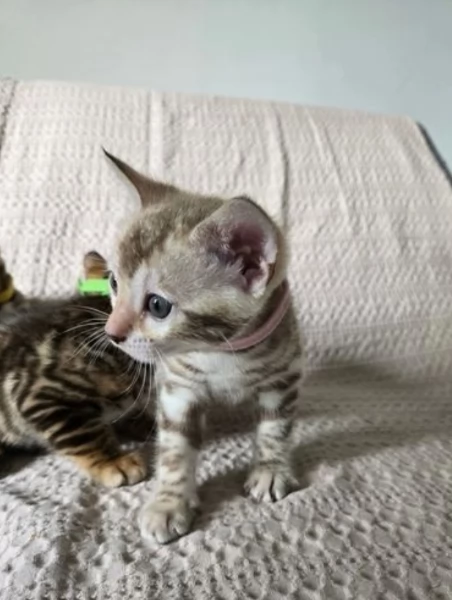 Gatini Bengala ALLEVATI CON AMORE per adozione | Foto 0