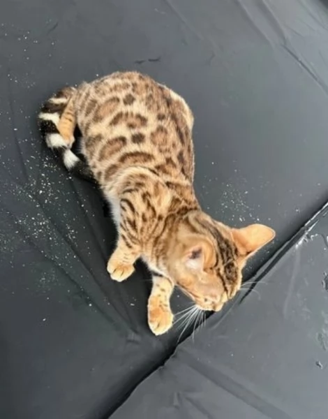 Gatini Bengala ALLEVATI CON AMORE per adozione | Foto 2