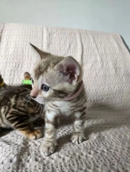 Gatini Bengala ALLEVATI CON AMORE per adozione | Foto 3