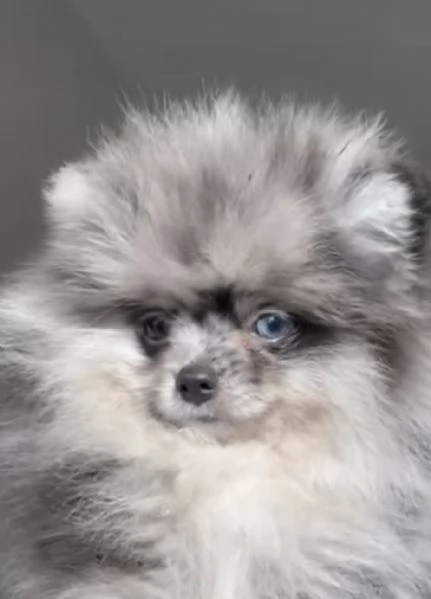 Cucciolo spitz di Pomerania 