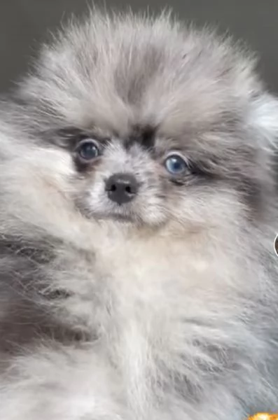 Cucciolo spitz di Pomerania  | Foto 0