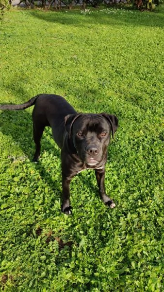 Cedo in adozione Cucciolo di Amstaff 