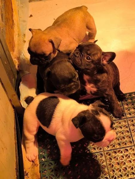 Allevamento ha disponibili cuccioli bulldog francese pedigree ENCI  | Foto 1