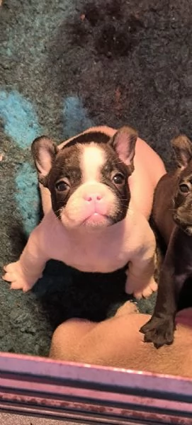 Allevamento ha disponibili cuccioli bulldog francese pedigree ENCI  | Foto 0