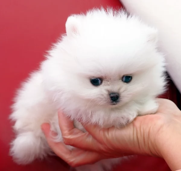 Piccoli Pomerania cuccioli in adozione