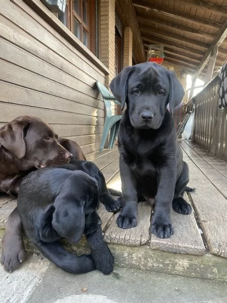 Cuccioli disponibili Oakenheart labrador allevamento riconosciuto Enci