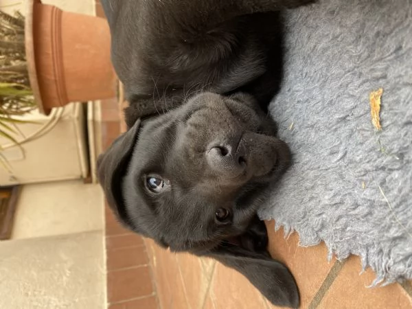 Cuccioli disponibili Oakenheart labrador allevamento riconosciuto Enci | Foto 6