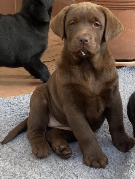 Cuccioli disponibili Oakenheart labrador allevamento riconosciuto Enci | Foto 5