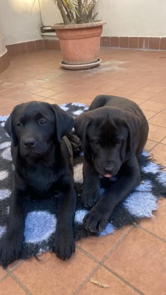 Cuccioli disponibili Oakenheart labrador allevamento riconosciuto Enci | Foto 4