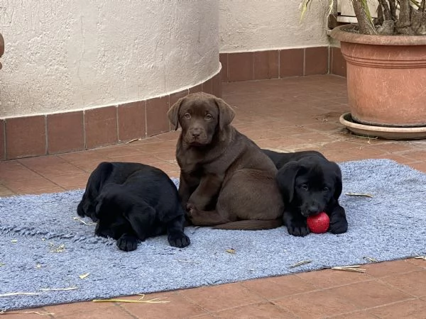 Cuccioli disponibili Oakenheart labrador allevamento riconosciuto Enci | Foto 3