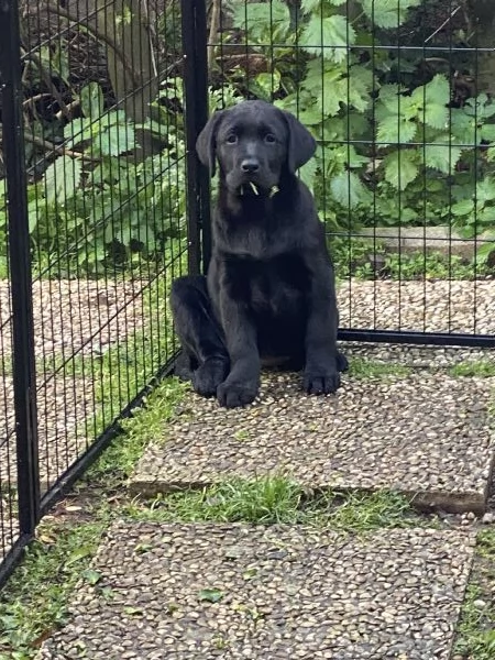 Cuccioli disponibili Oakenheart labrador allevamento riconosciuto Enci | Foto 2