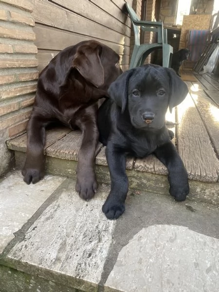 Cuccioli disponibili Oakenheart labrador allevamento riconosciuto Enci | Foto 1