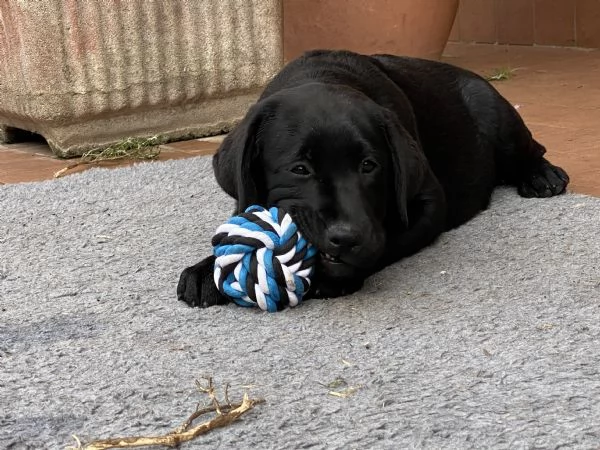 Cuccioli disponibili Oakenheart labrador allevamento riconosciuto Enci | Foto 0