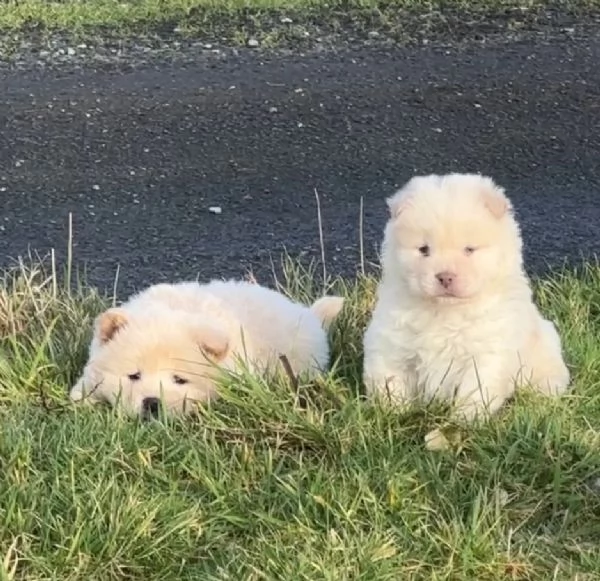 CUCCIOLI DI chow ALLEVATI CON AMORE per adozione