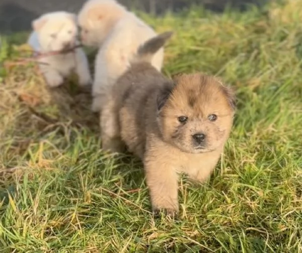 CUCCIOLI DI chow ALLEVATI CON AMORE per adozione