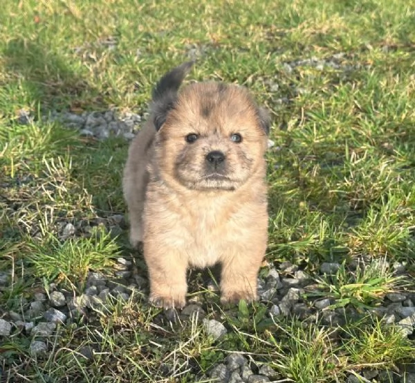 CUCCIOLI DI chow ALLEVATI CON AMORE per adozione | Foto 0