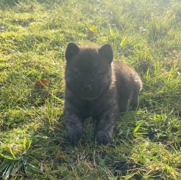 CUCCIOLI DI chow ALLEVATI CON AMORE per adozione