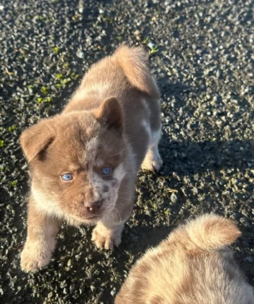 CUCCIOLI DI chow ALLEVATI CON AMORE per adozione