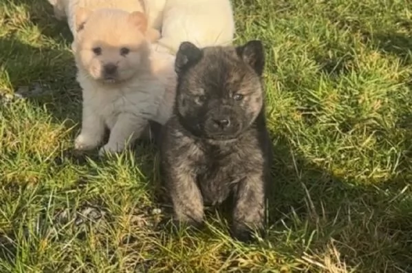 CUCCIOLI DI chow ALLEVATI CON AMORE per adozione