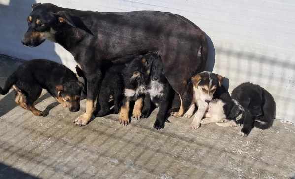 bellissimi cuccioli da regalare in tutta Italia  adesso in canile 