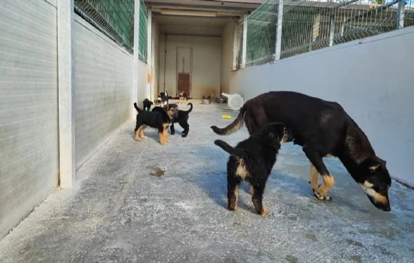 bellissimi cuccioli da regalare in tutta Italia  adesso in canile  | Foto 3