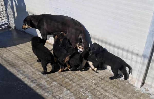 bellissimi cuccioli da regalare in tutta Italia  adesso in canile  | Foto 2