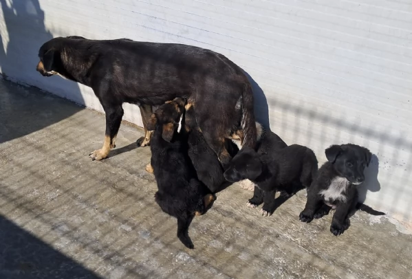 bellissimi cuccioli da regalare in tutta Italia  adesso in canile  | Foto 1