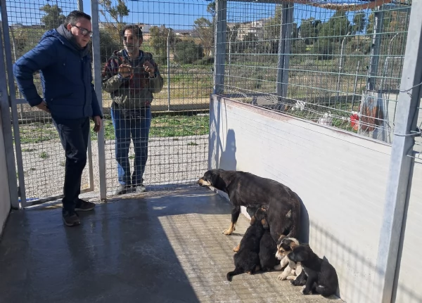 bellissimi cuccioli da regalare in tutta Italia  adesso in canile  | Foto 0