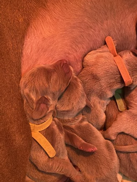 Cuccioli di Weimaraner | Foto 4