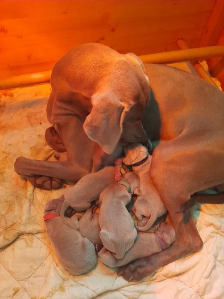 Cuccioli di Weimaraner | Foto 3