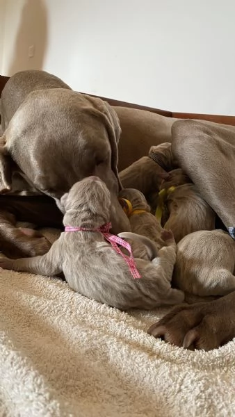 Cuccioli di Weimaraner | Foto 0