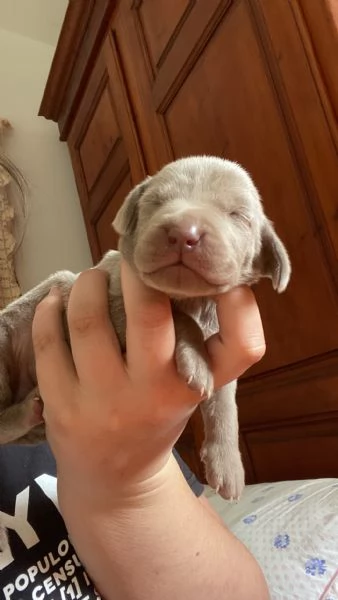 Cuccioli di Weimaraner