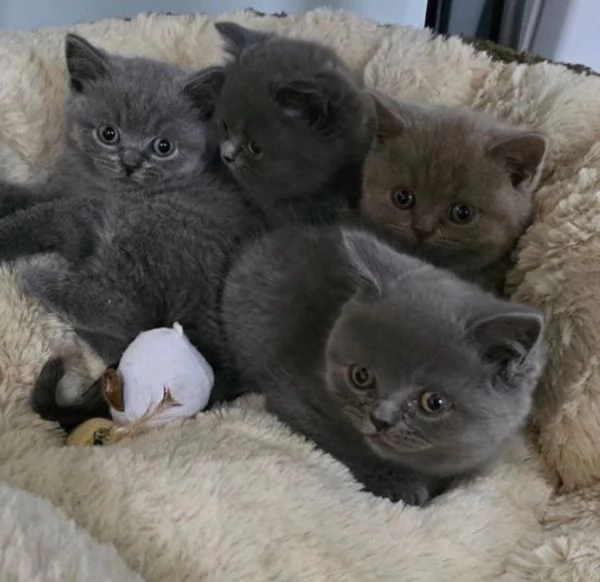 Gatini British shorthair  ALLEVATI CON AMORE per adozione