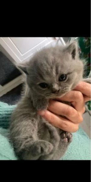 Gatini British shorthair ALLEVATI CON AMORE per adozione | Foto 0