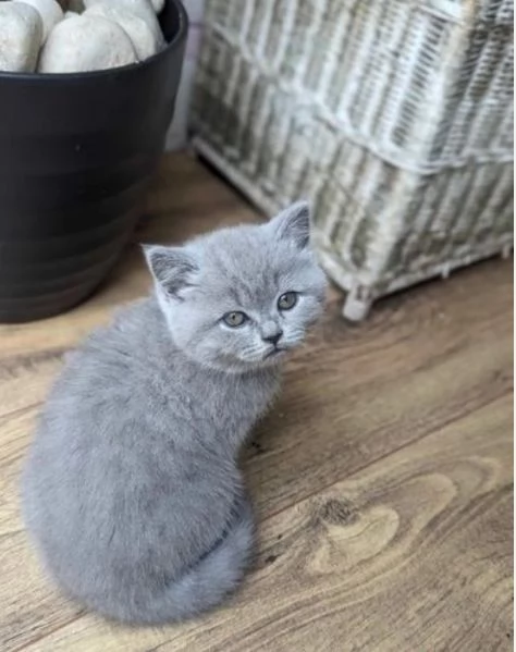 Gatini British shorthair ALLEVATI CON AMORE per adozione