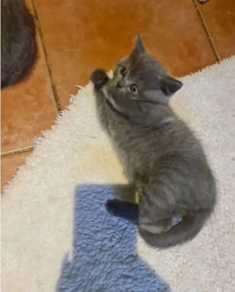 Gatini British shorthair ALLEVATI CON AMORE per adozione