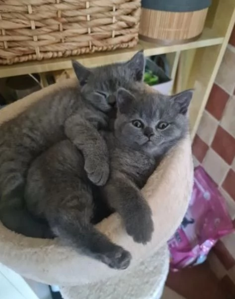 Gatini British shorthair ALLEVATI CON AMORE per adozione | Foto 1