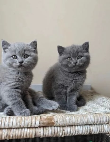 Gatini British shorthair ALLEVATI CON AMORE per adozione | Foto 0