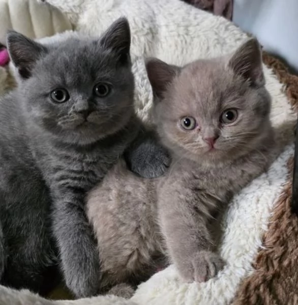 Gatini British shorthair ALLEVATI CON AMORE per adozione | Foto 0