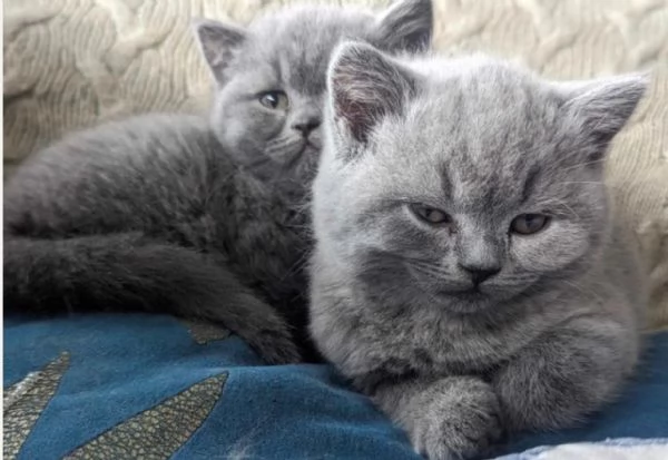 Gatini British shorthair ALLEVATI CON AMORE per adozione | Foto 0