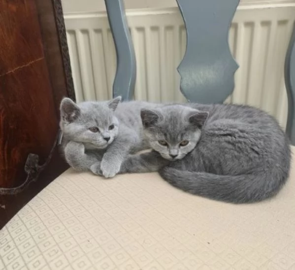 Gatini British shorthair ALLEVATI CON AMORE per adozione | Foto 1