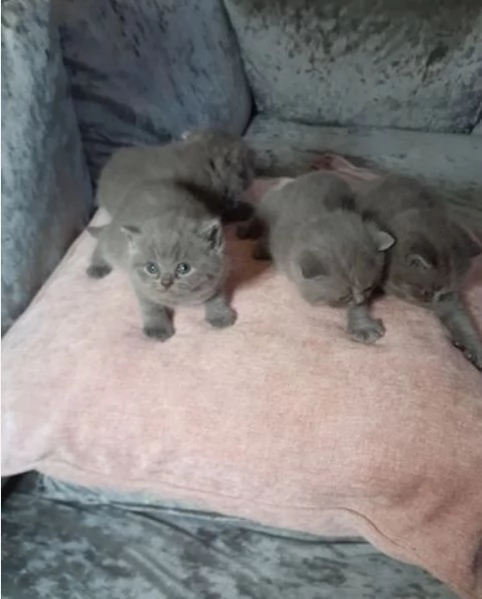 Gatini British shorthair ALLEVATI CON AMORE per adozione