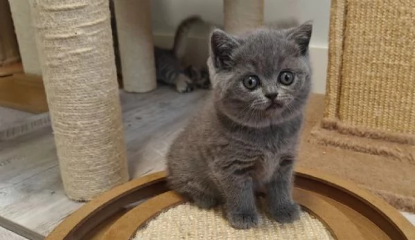 Gatini British shorthair ALLEVATI CON AMORE per adozione