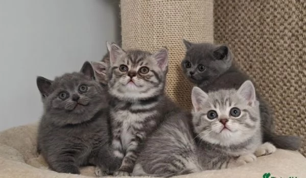 Gatini British shorthair ALLEVATI CON AMORE per adozione | Foto 1