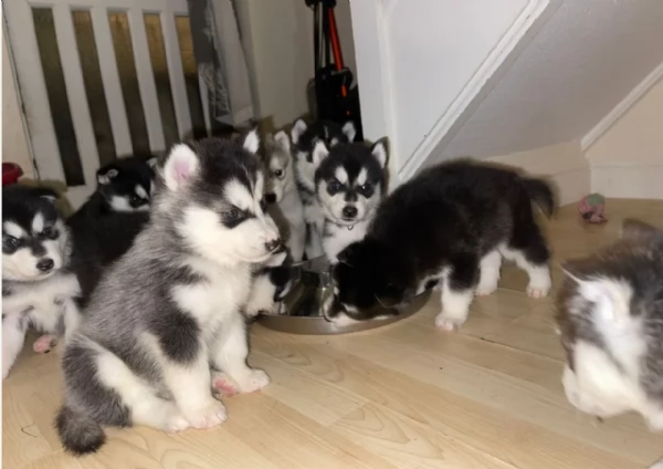 CUCCIOLI DI SIBERIAN HUSKY ALLEVATI CON AMORE per adozione