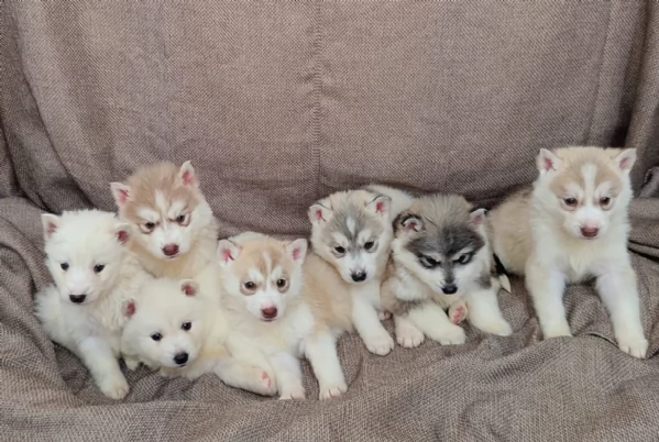 CUCCIOLI DI SIBERIAN HUSKY ALLEVATI CON AMORE per adozione