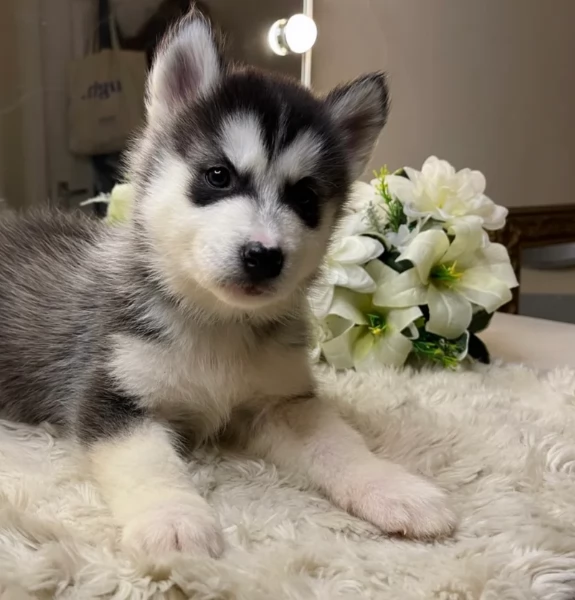 CUCCIOLI DI SIBERIAN HUSKY ALLEVATI CON AMORE per adozione | Foto 2